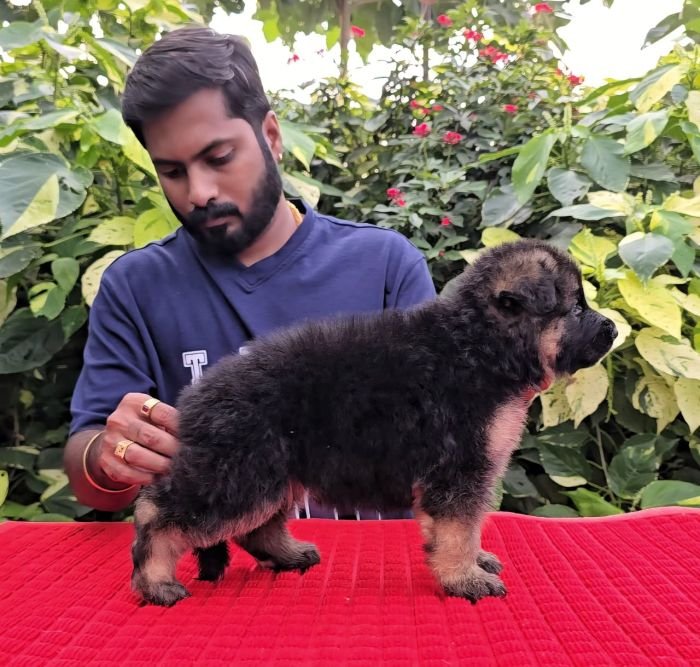 DogsIndia.com - GSD - Signaturestack Kennels - Arun Karthick