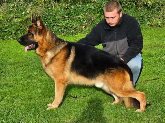DogsIndia.com - GSD - Signaturestack Kennels - Arun Karthick