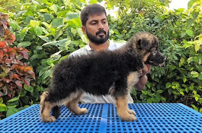 DogsIndia.com - GSD - Signaturestack Kennels - Arun Karthick