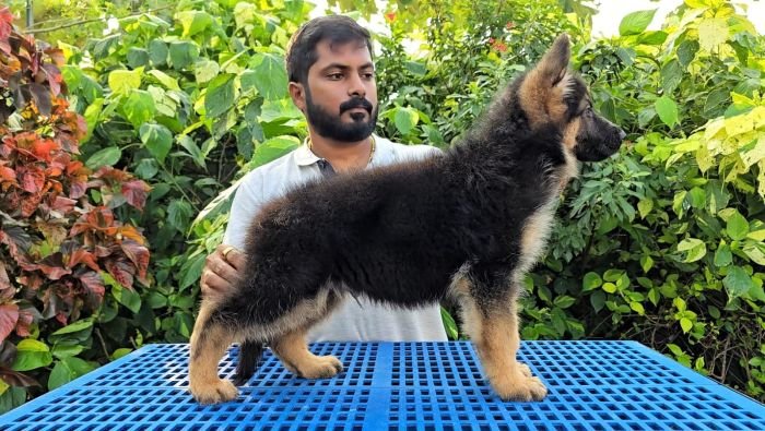 DogsIndia.com - GSD - Signaturestack Kennels - Arun Karthick