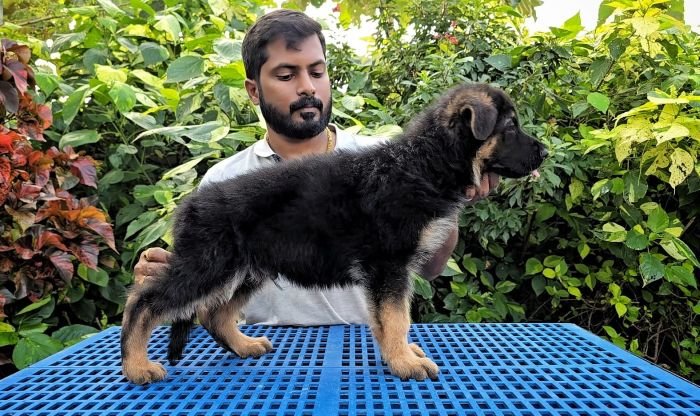 DogsIndia.com - GSD - Signaturestack Kennels - Arun Karthick