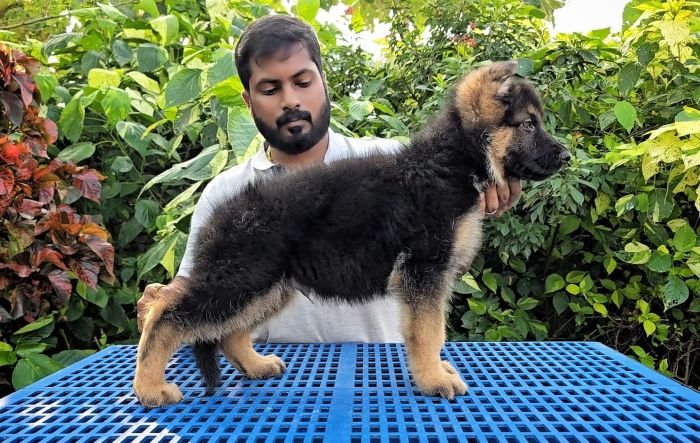 DogsIndia.com - GSD - Signaturestack Kennels - Arun Karthick