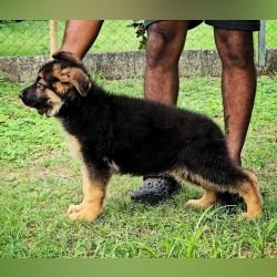DogsIndia.com - GSD - Signaturestack Kennels - Arun Karthick