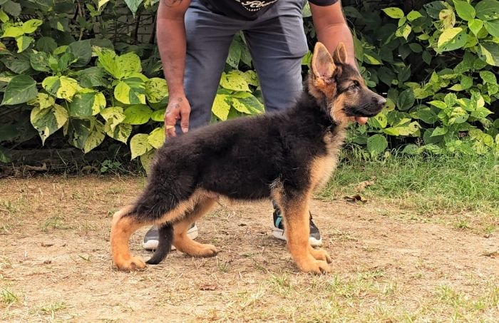 DogsIndia.com - GSD - Signaturestack Kennels - Arun Karthick