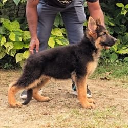 DogsIndia.com - GSD - Signaturestack Kennels - Arun Karthick