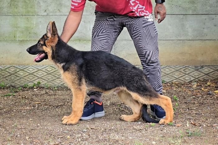 DogsIndia.com - GSD - Signaturestack Kennels - Arun Karthick
