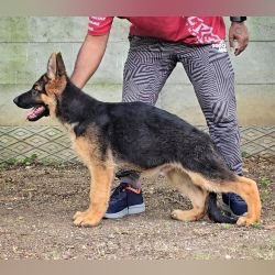 DogsIndia.com - GSD - Signaturestack Kennels - Arun Karthick