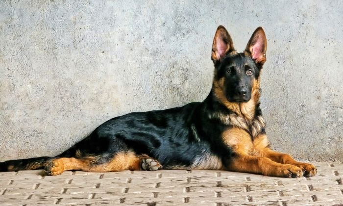 DogsIndia.com - GSD - Signaturestack Kennels - Arun Karthick