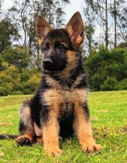 DogsIndia.com - German Shepherd Dog (GSD) - Siva, Ooty