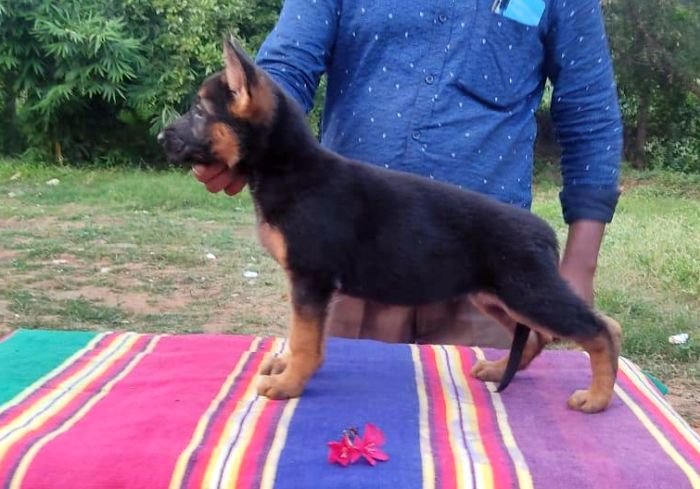 DogsIndia.com - GSD - German Shepherd - Subhiksha's Kennels