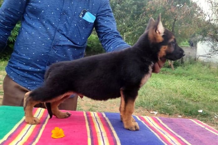 DogsIndia.com - GSD - German Shepherd - Subhiksha's Kennels