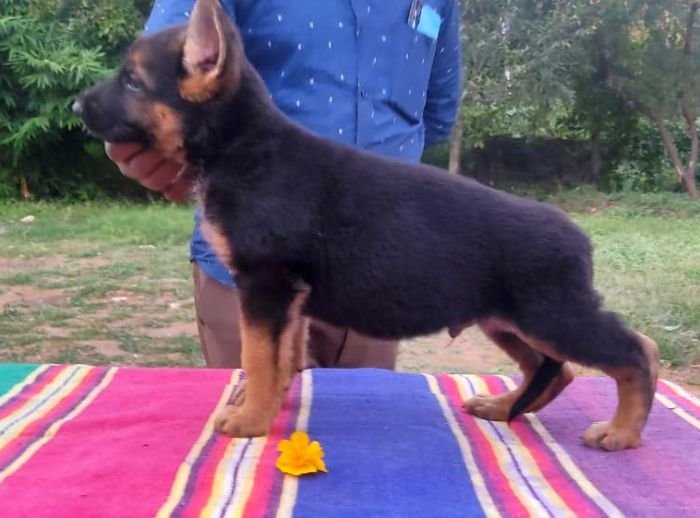DogsIndia.com - GSD - German Shepherd - Subhiksha's Kennels