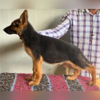 DogsIndia.com GSD Vasanth