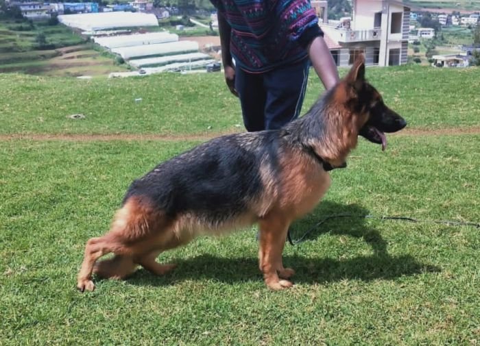 DogsIndia.com GSD Vasanth