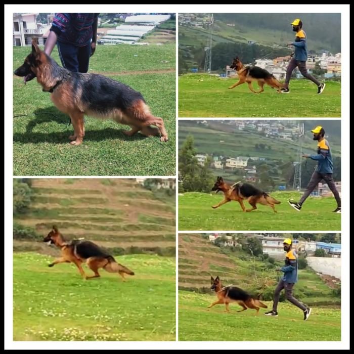 DogsIndia.com GSD Vasanth