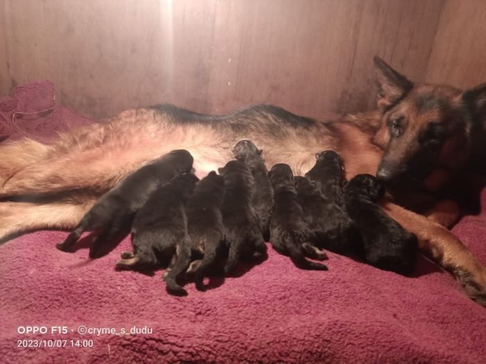 DogsIndia.com GSD Vasanth