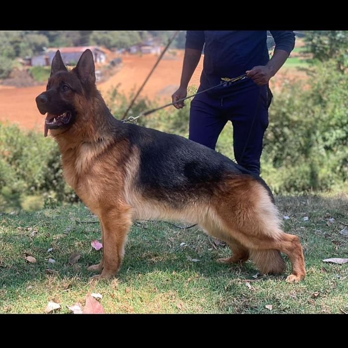 DogsIndia.com GSD Vasanth