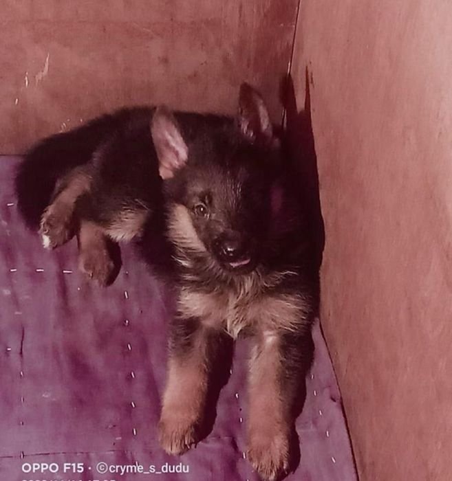 DogsIndia.com GSD Vasanth