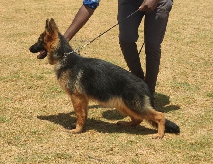 DogsIndia.com  GSD  Vasanth