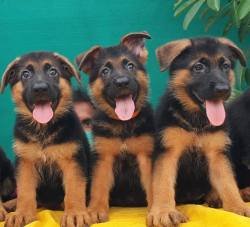 DogsIndia.com - GSD - Vemo Outriders