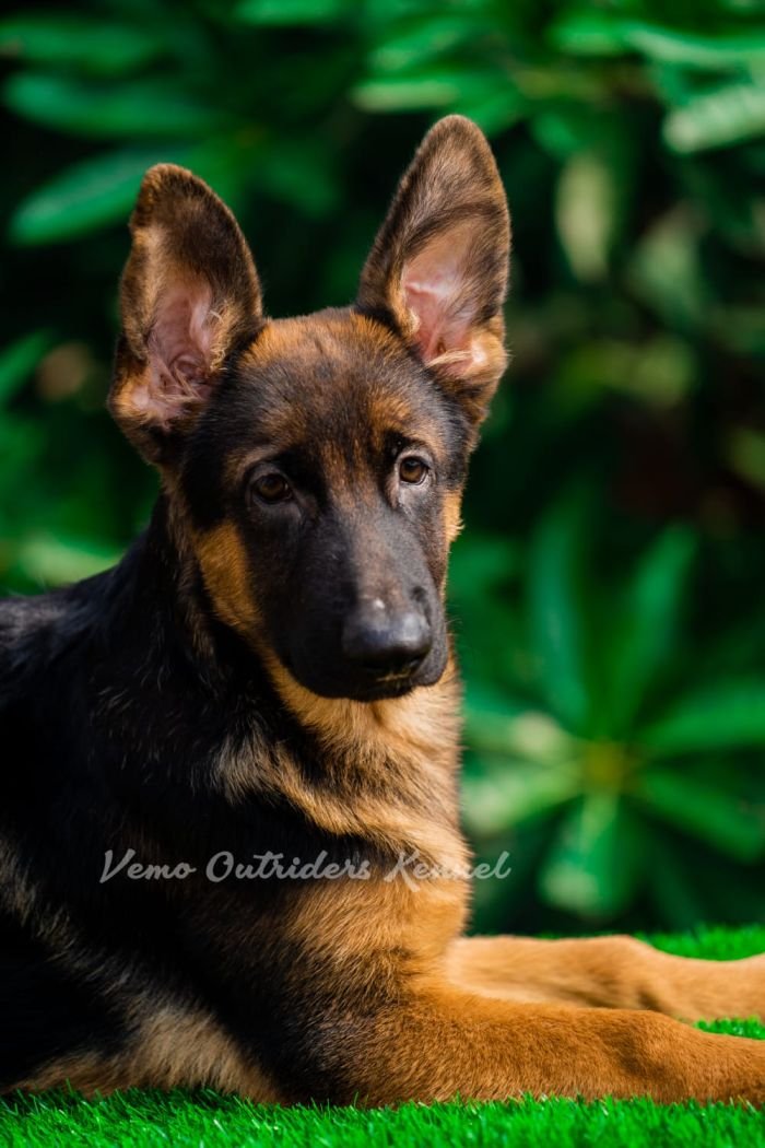 DogsIndia.com - GSD - Vemo Outriders