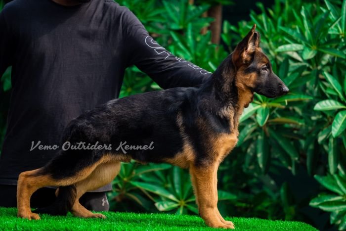 DogsIndia.com - GSD - Vemo Outriders