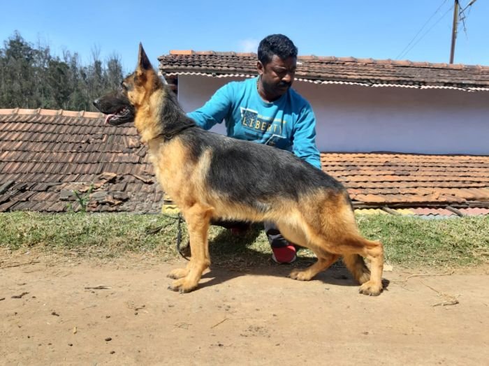 DogsIndia.com - GSD - Vemo Outriders