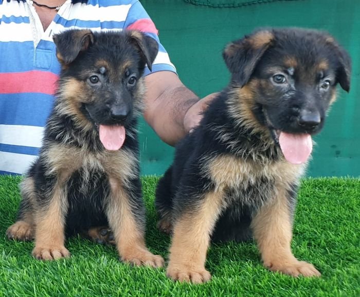 DogsIndia.com - GSD - Vemo Outriders
