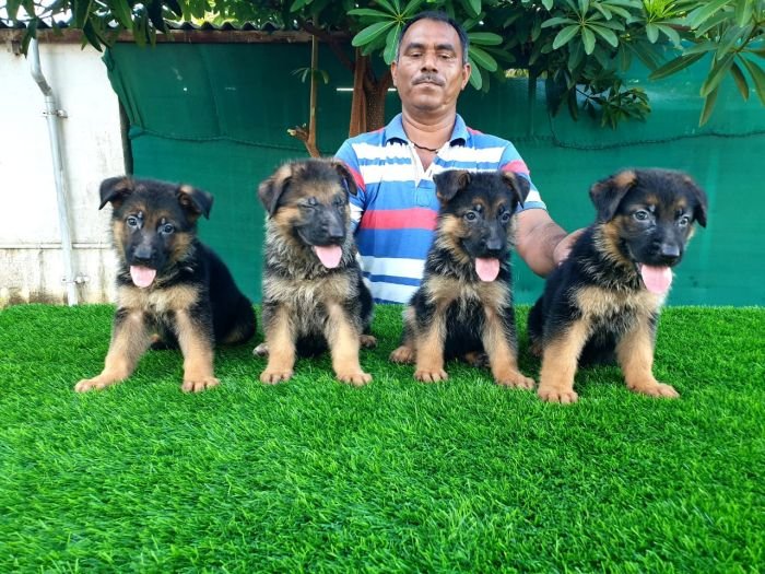 DogsIndia.com - GSD - Vemo Outriders