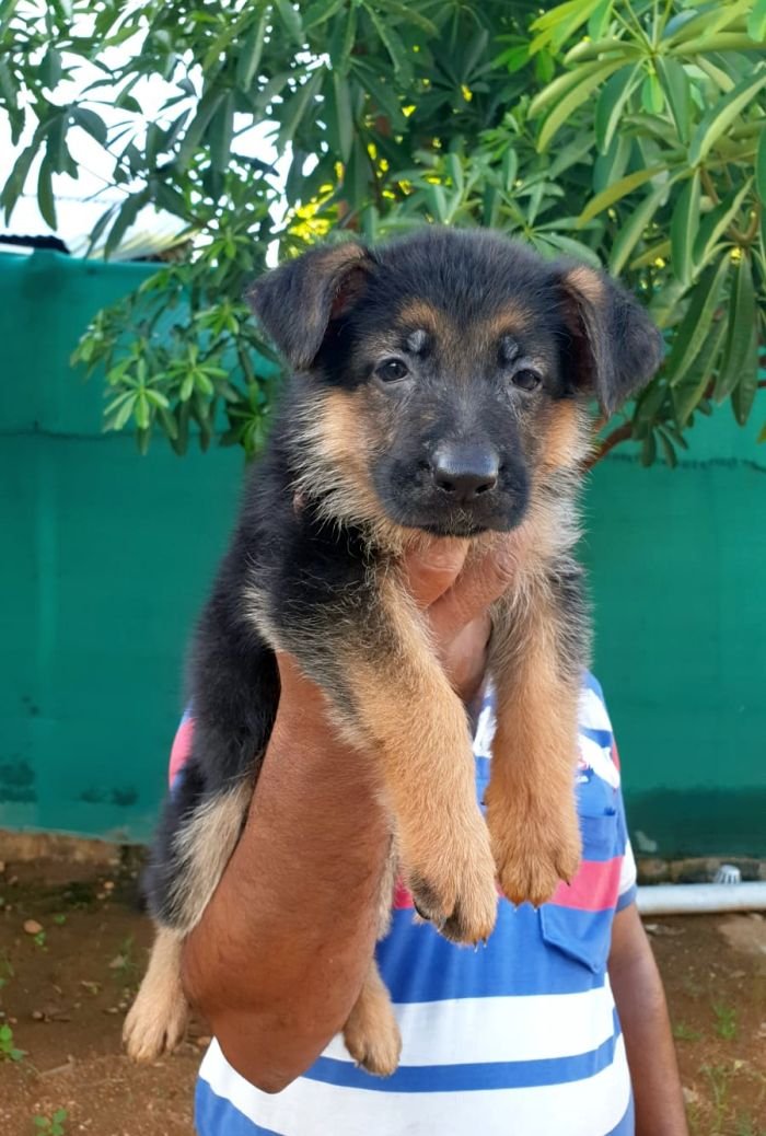 DogsIndia.com - GSD - Vemo Outriders