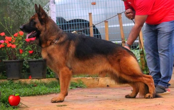 DogsIndia.com - GSD - Vemo Outriders