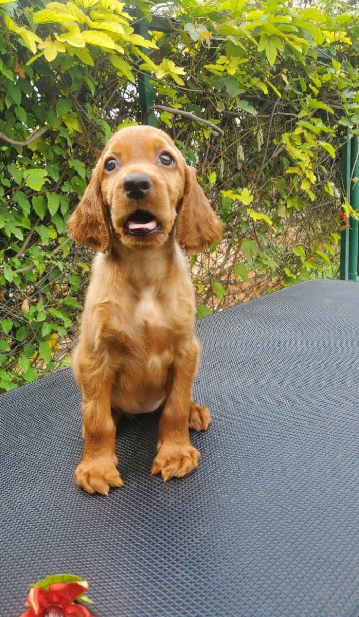 DogsIndia.com - Irish Setter - Umesh