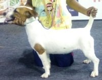 DogsIndia.com - Jack Russell Terrier - Antony