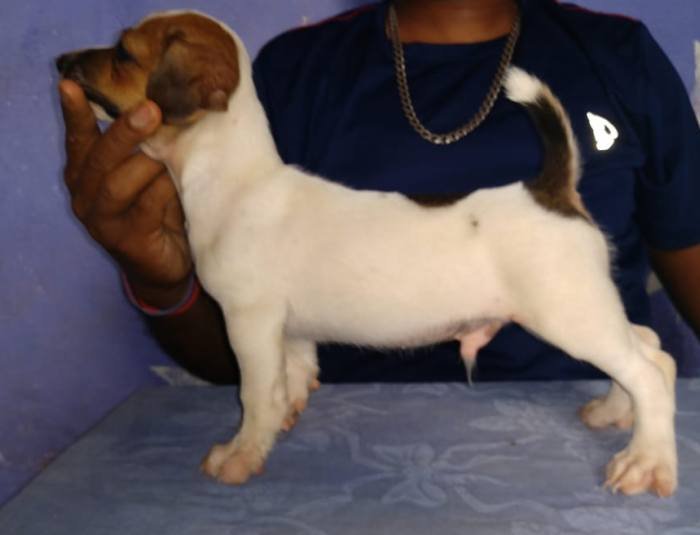 DogsIndia.com - Jack Russell Terrier - Antony