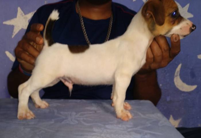 DogsIndia.com - Jack Russell Terrier - Antony