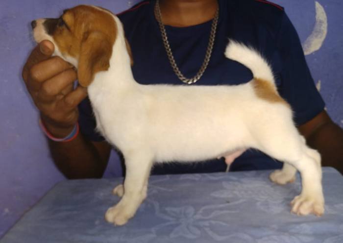 DogsIndia.com - Jack Russell Terrier - Antony