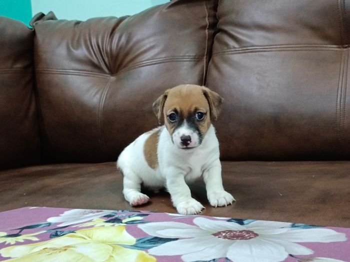 DogsIndia.com - Jack Russell Terrier - Antony