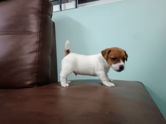 DogsIndia.com - Jack Russell Terrier - Antony