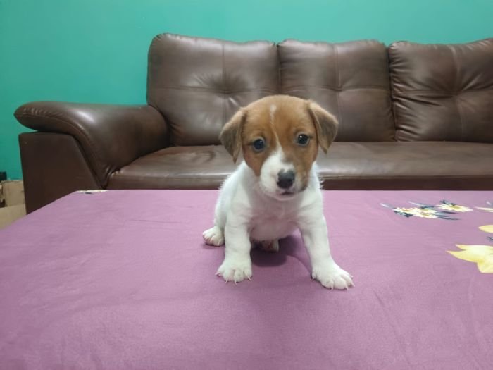 DogsIndia.com - Jack Russell Terrier - Antony