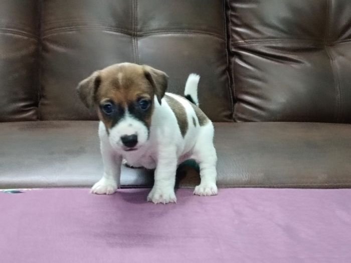 DogsIndia.com - Jack Russell Terrier - Antony