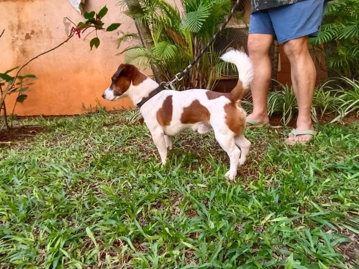 DogsIndia.com - Jack Russell Terrier - Antony