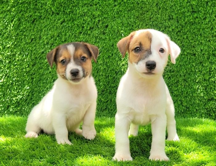 DogsIndia.com - Jack Russell Terrier - Crossfields
