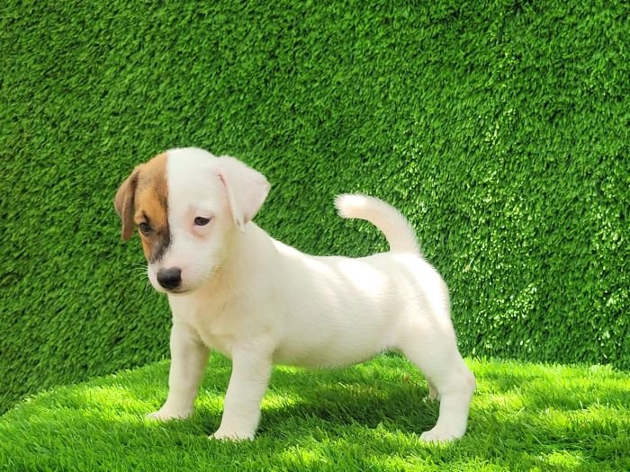 DogsIndia.com - Jack Russell Terrier - Crossfields