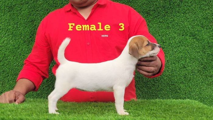 DogsIndia.com - Jack Russell Terrier - Crossfields