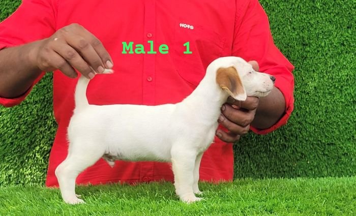 DogsIndia.com - Jack Russell Terrier - Crossfields