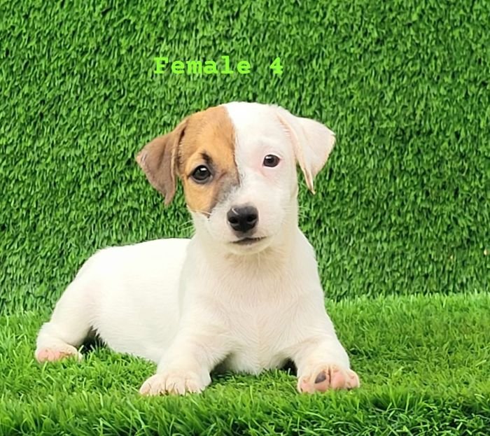 DogsIndia.com - Jack Russell Terrier - Crossfields