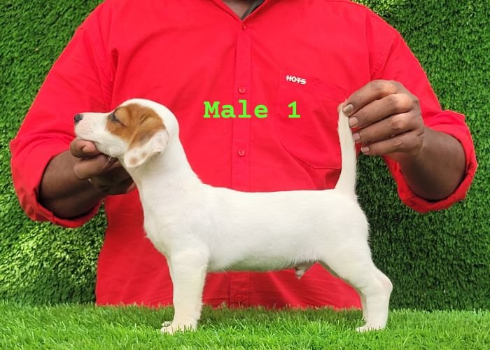 DogsIndia.com - Jack Russell Terrier - Crossfields