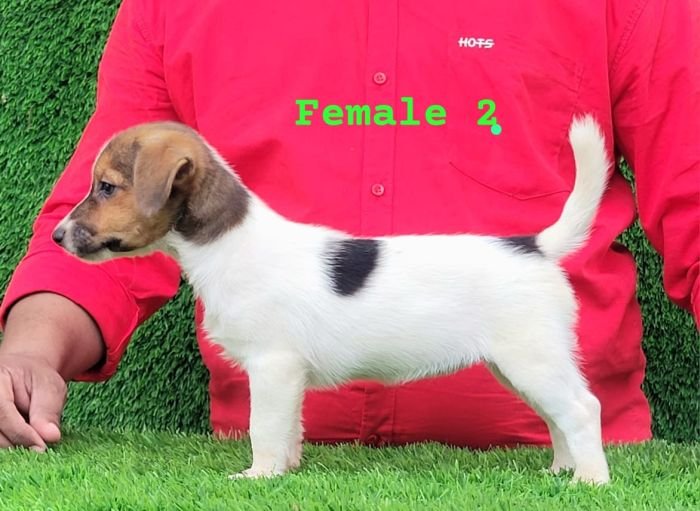 DogsIndia.com - Jack Russell Terrier - Crossfields