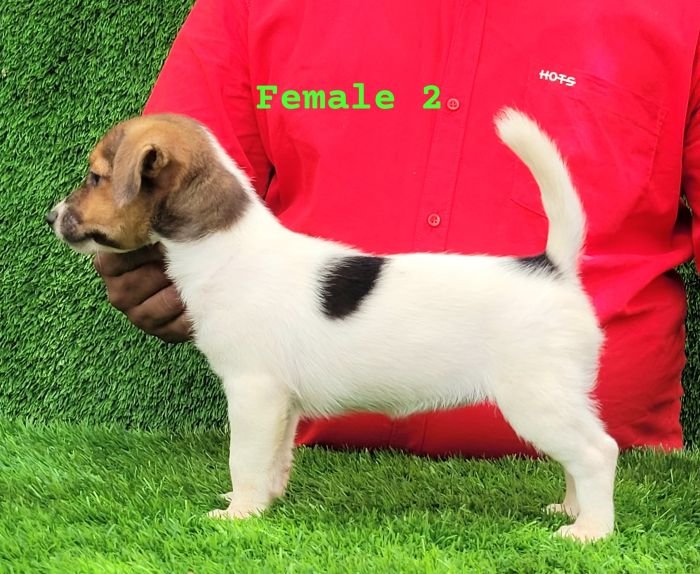 DogsIndia.com - Jack Russell Terrier - Crossfields