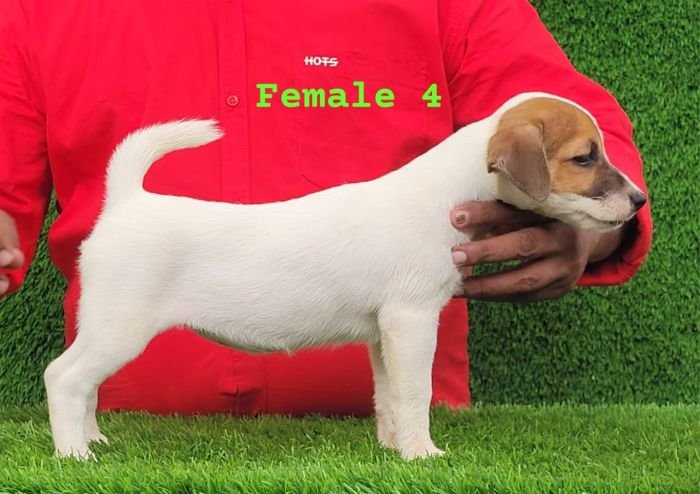 DogsIndia.com - Jack Russell Terrier - Crossfields